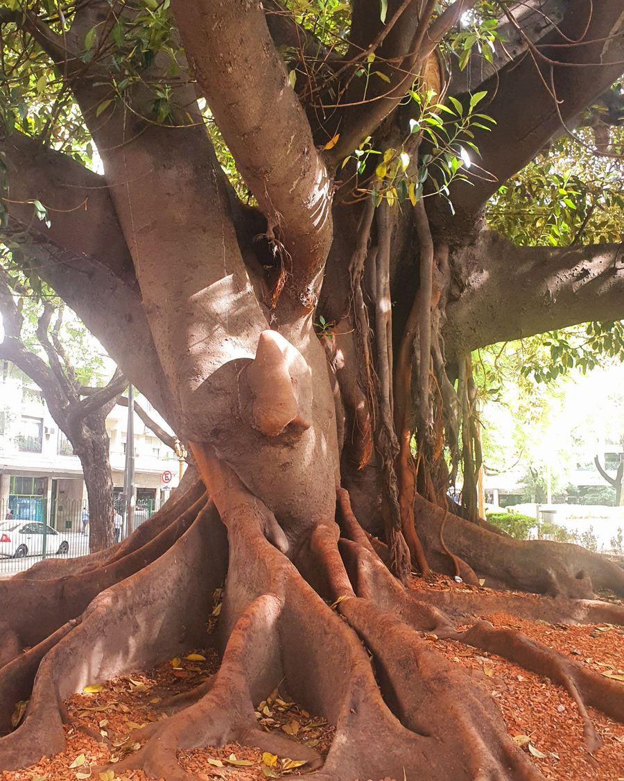 Roots of a centuries-old rubber tree in Buenos Aires